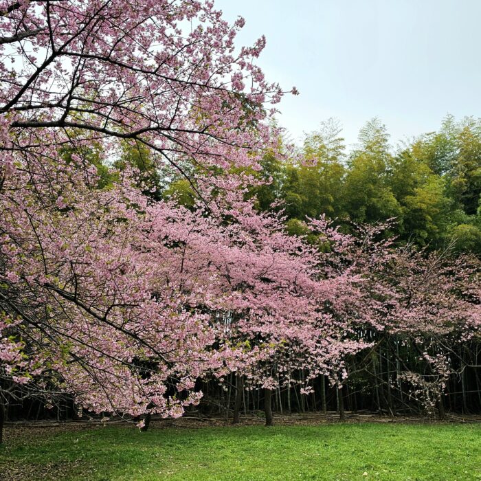 高井城址公園の桜