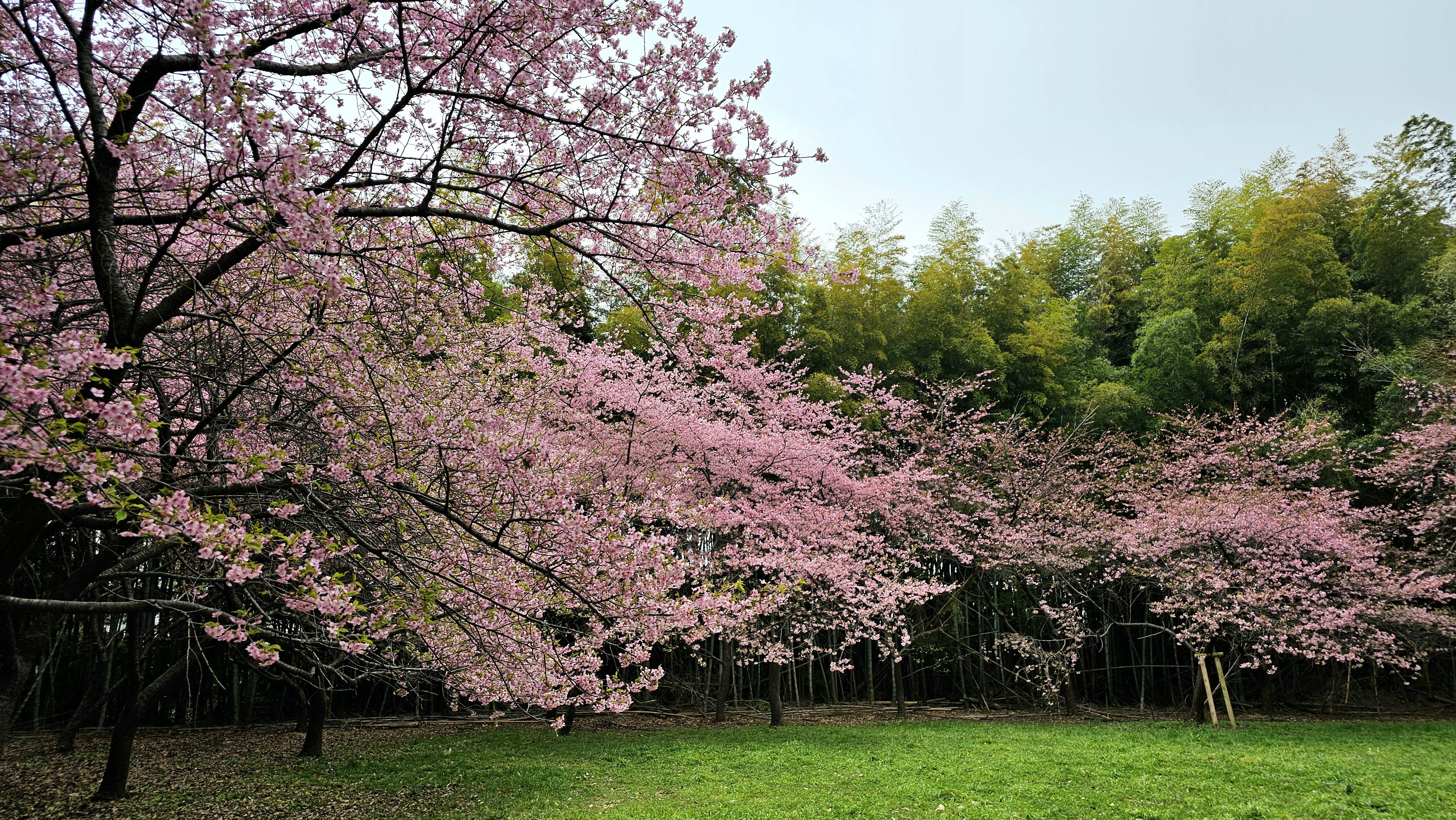高井城址公園の桜
