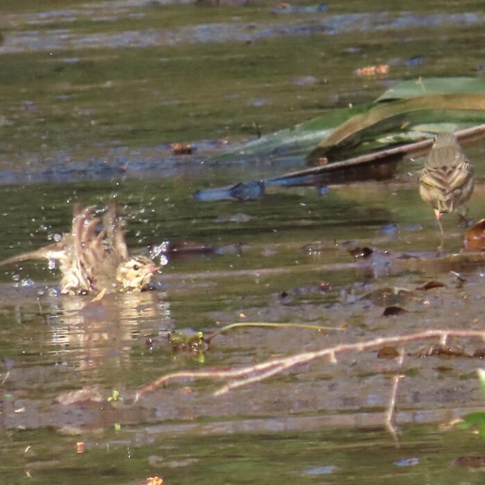 今日は暑いよ！