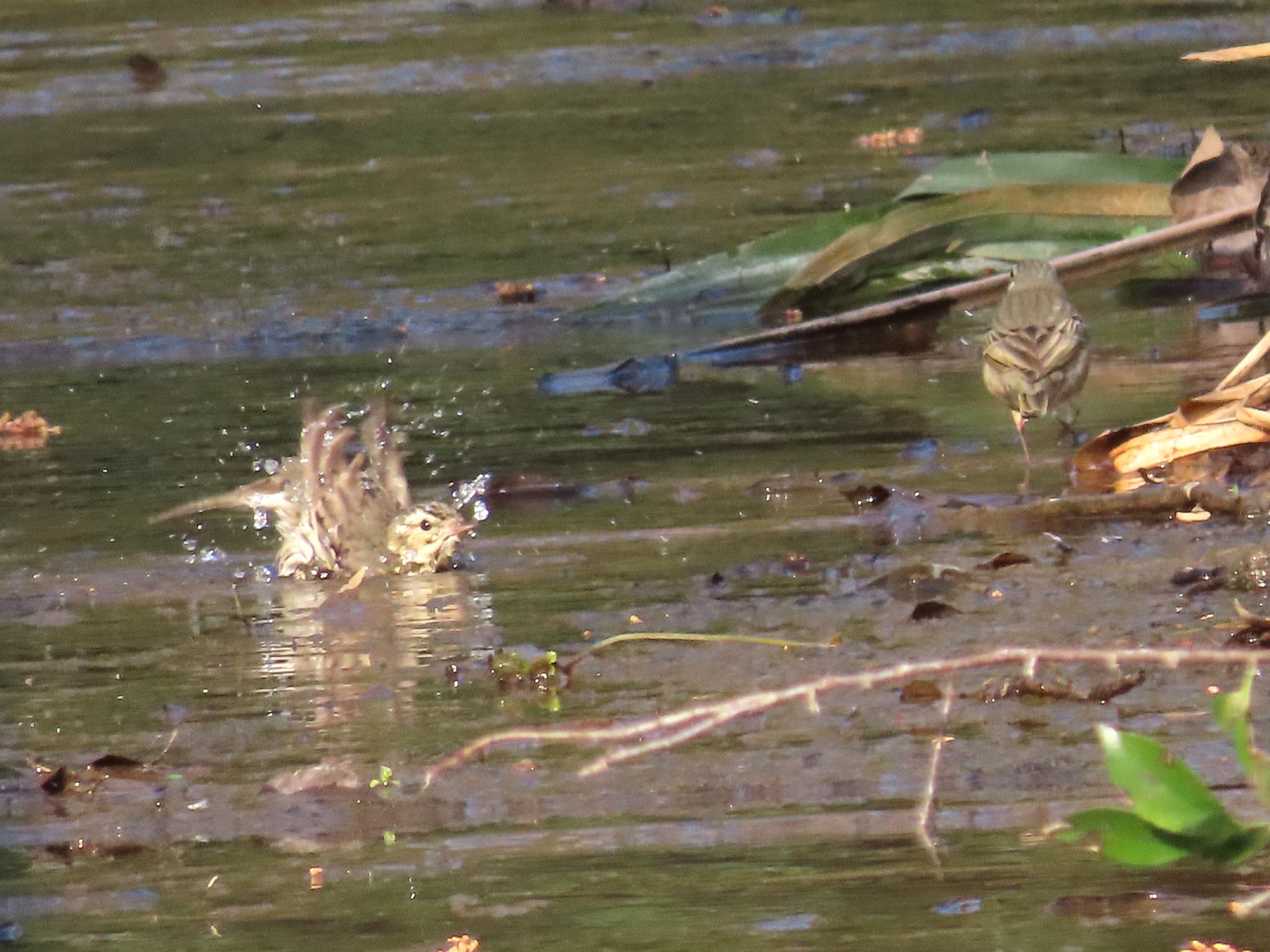 今日は暑いよ！