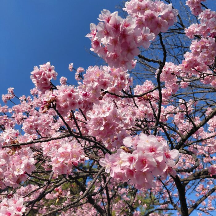 見納めかな！？