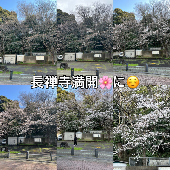 長禅寺桜満開