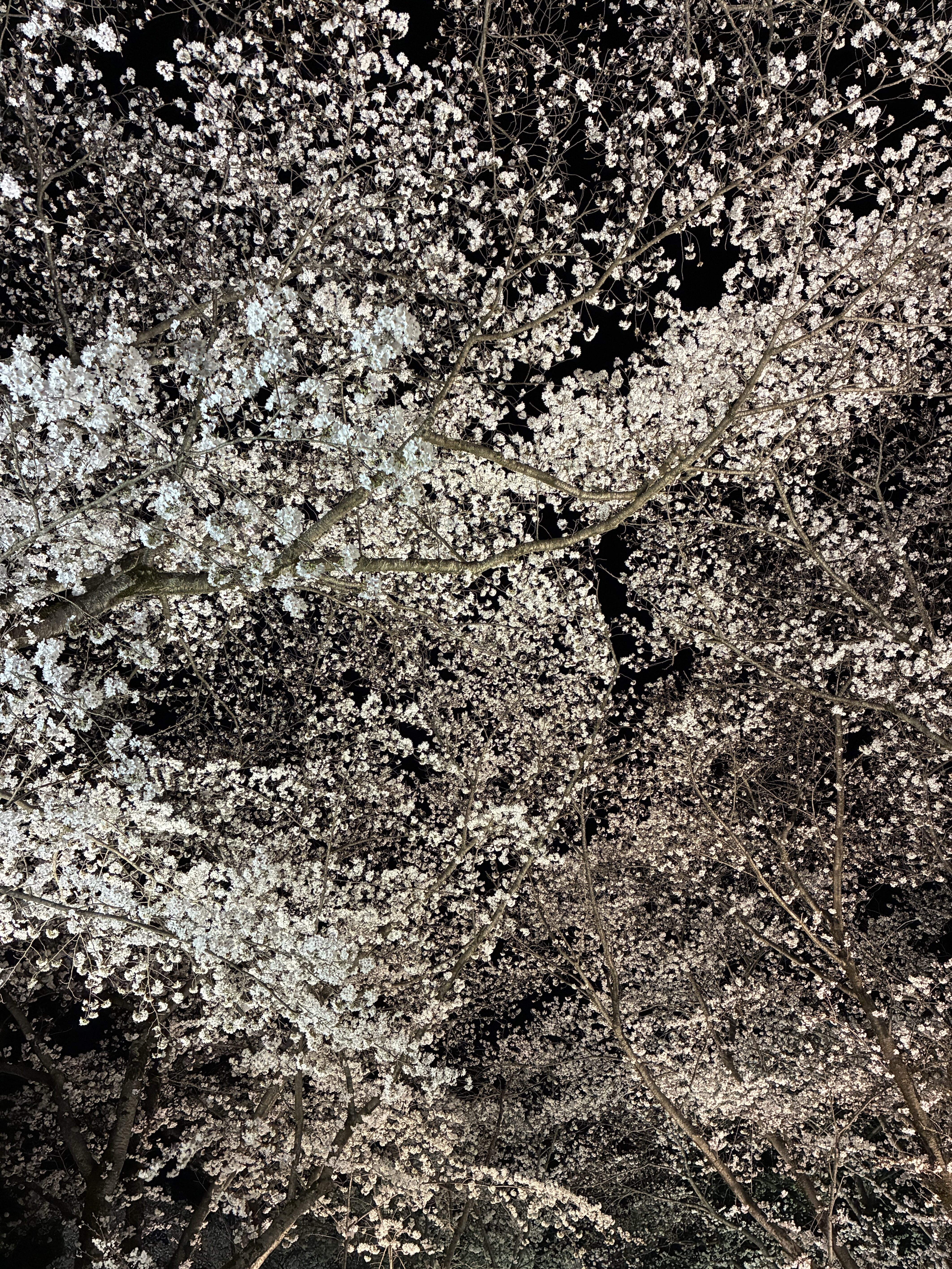 さくら荘の夜桜