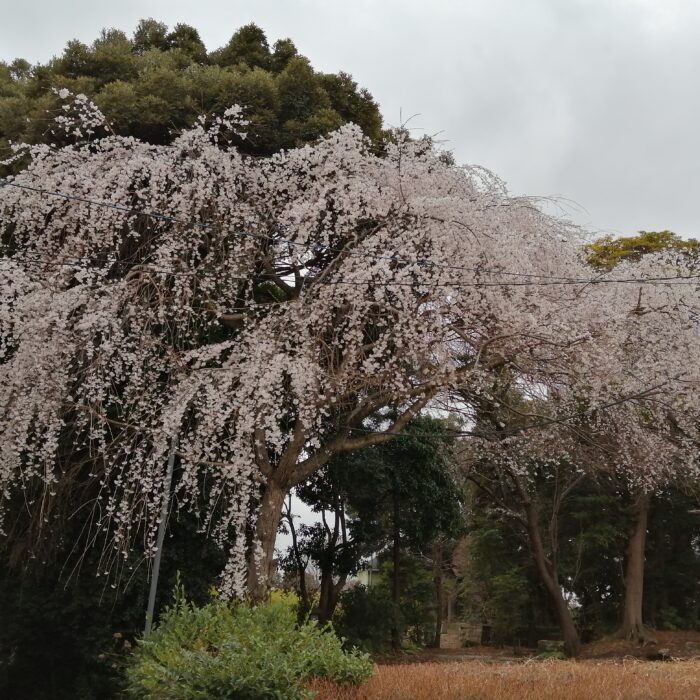 白山　金毘羅神社跡
