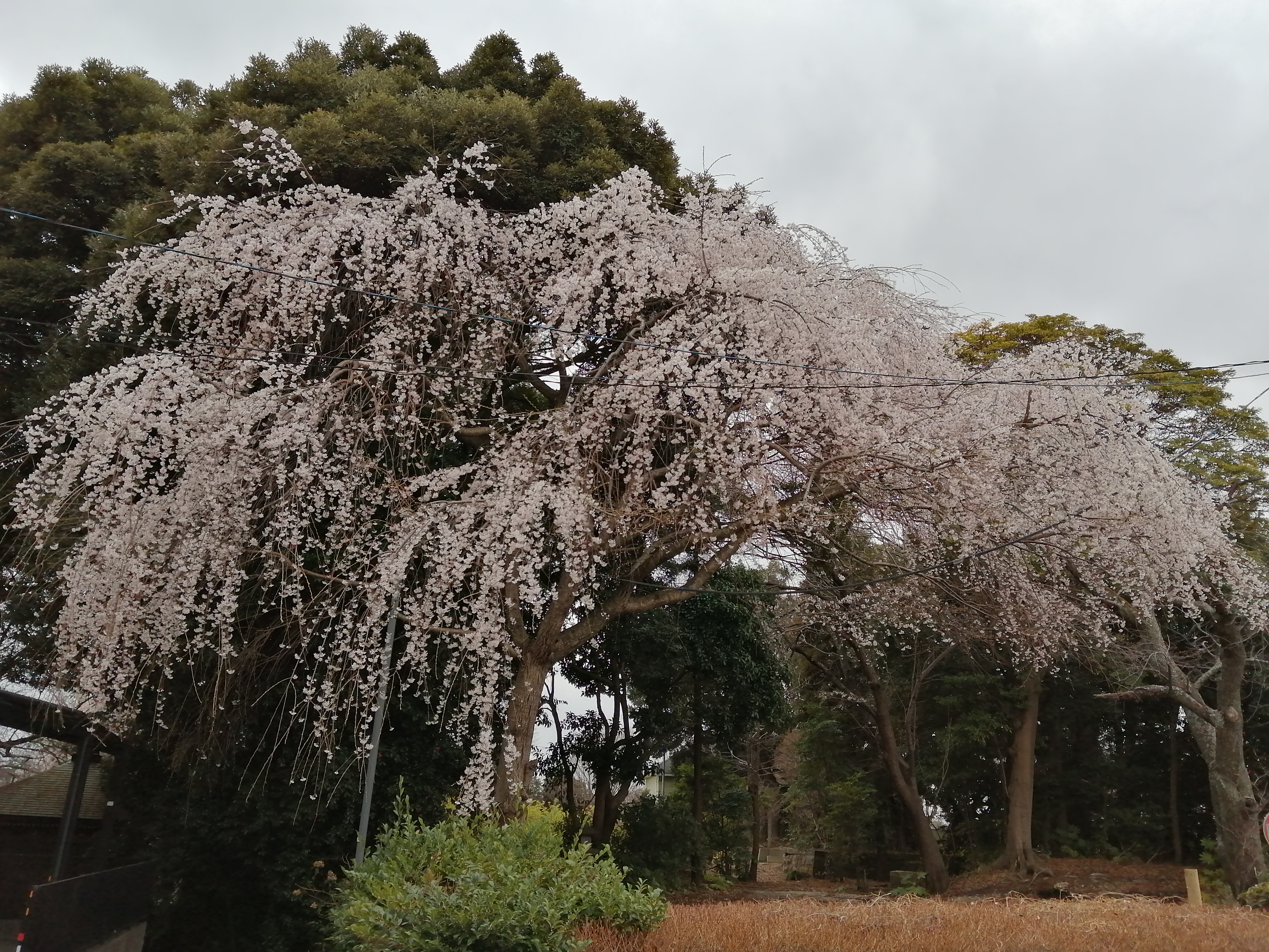 白山　金毘羅神社跡