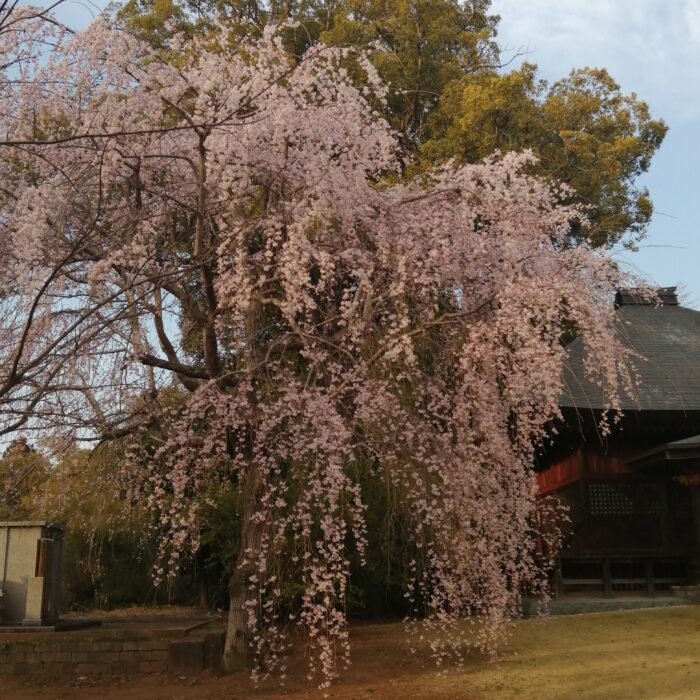 東漸寺の枝垂れ桜