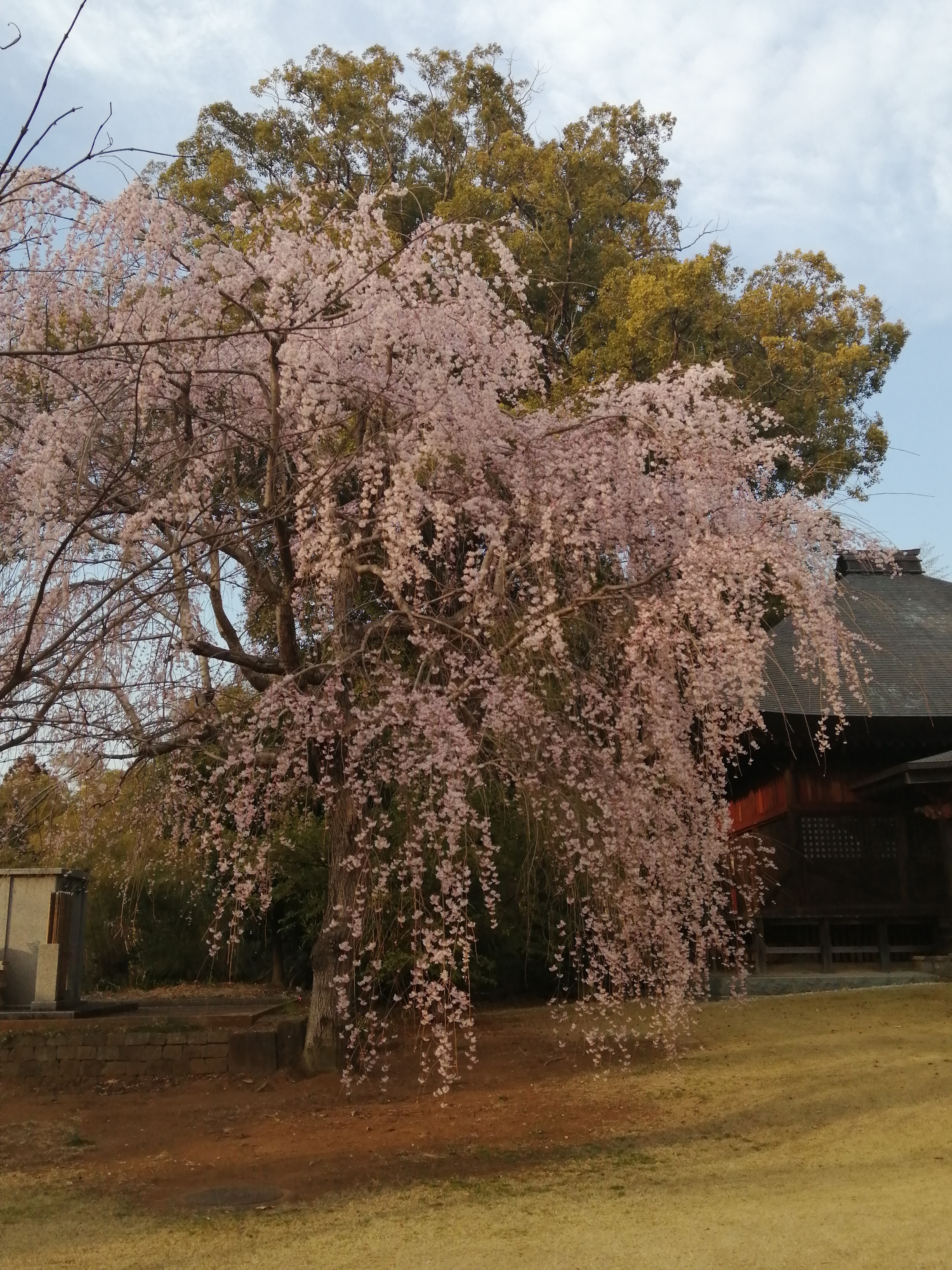 東漸寺の枝垂れ桜