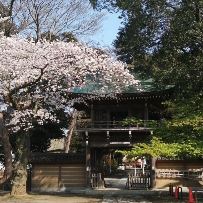 弘経寺の桜が満開です