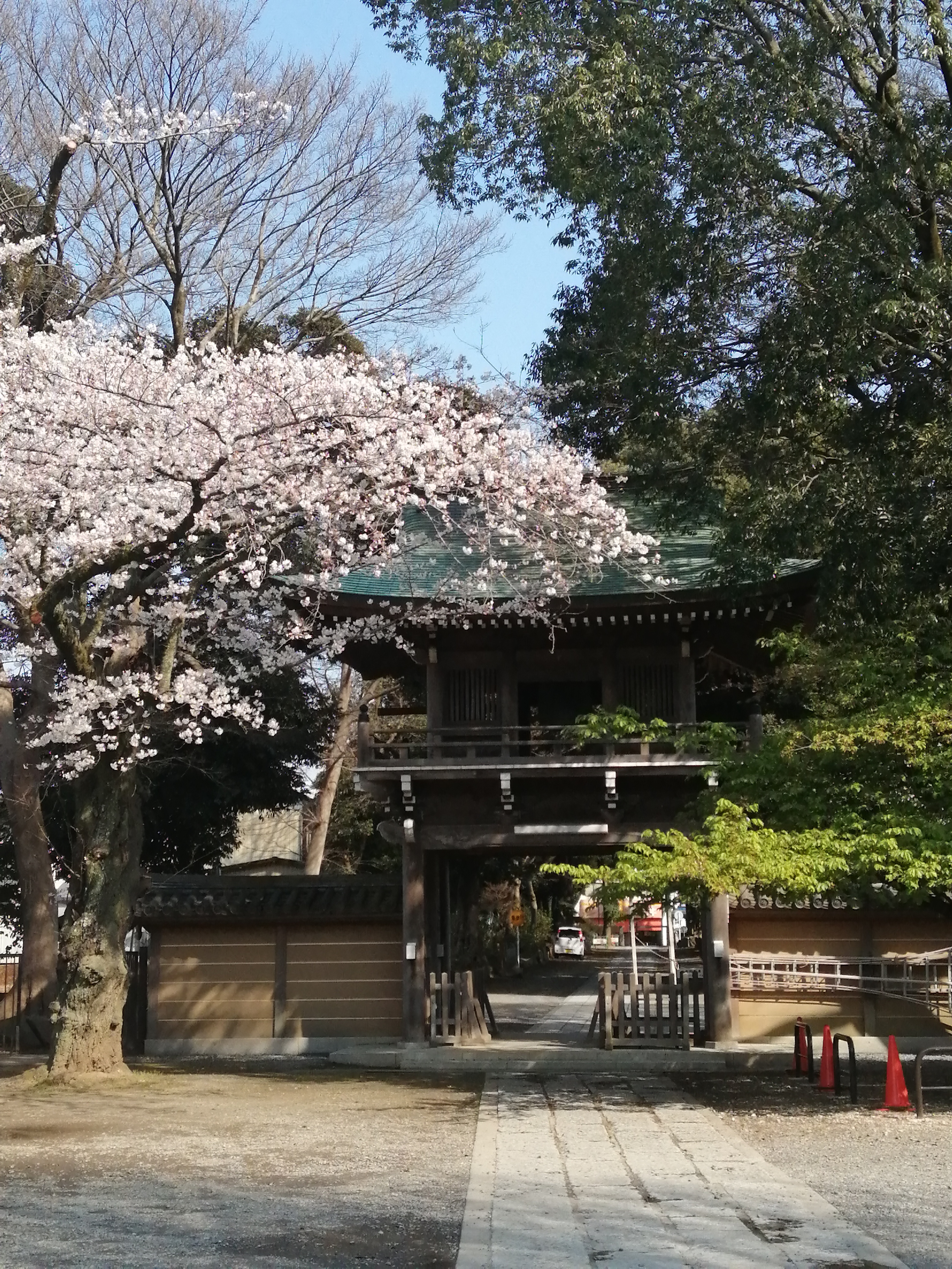 弘経寺の桜が満開です