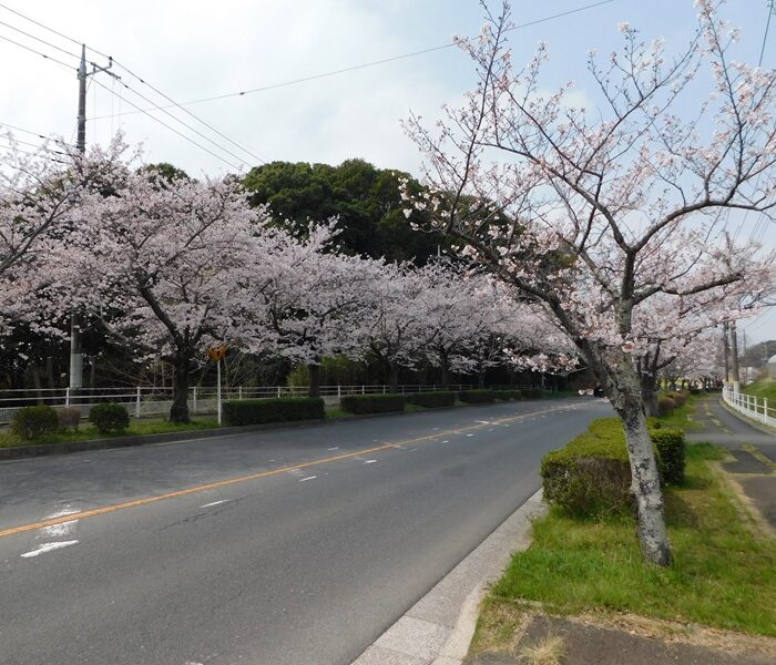 ふれあい道路の桜