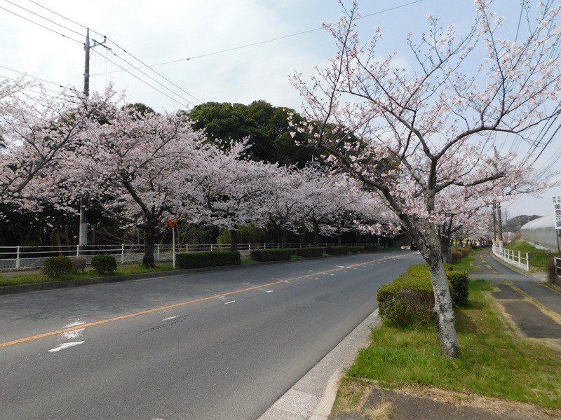 ふれあい道路の桜