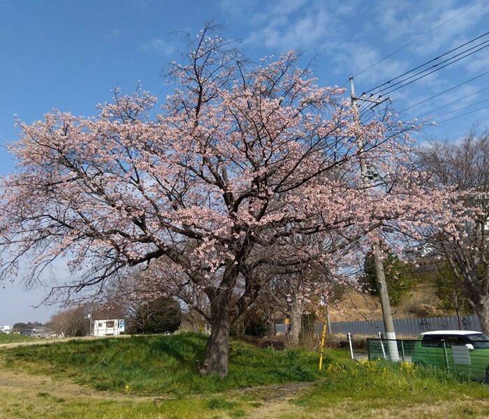 取手の桜