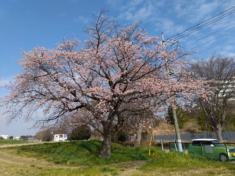 取手の桜