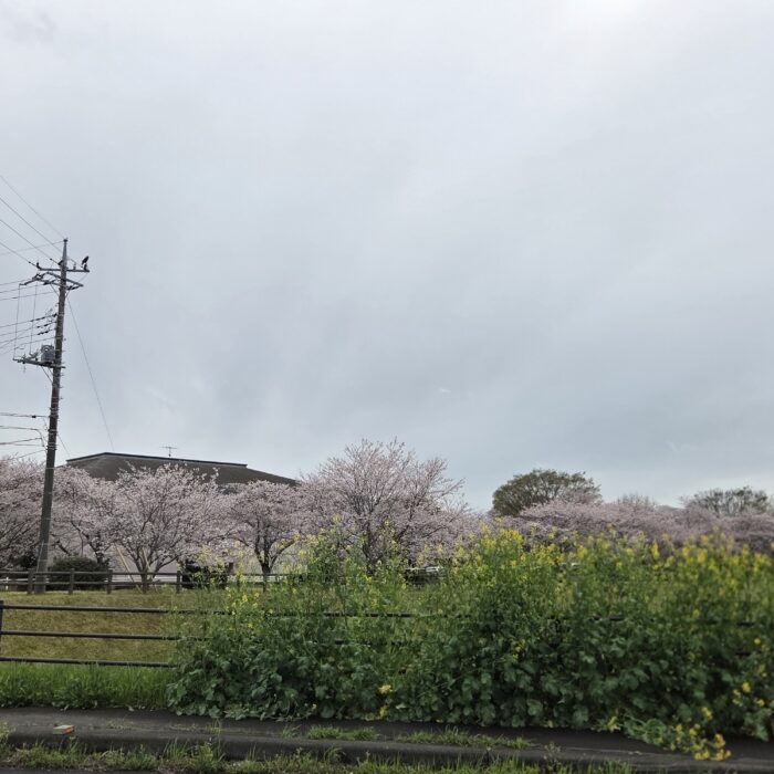 さくら満開菜の花も…
