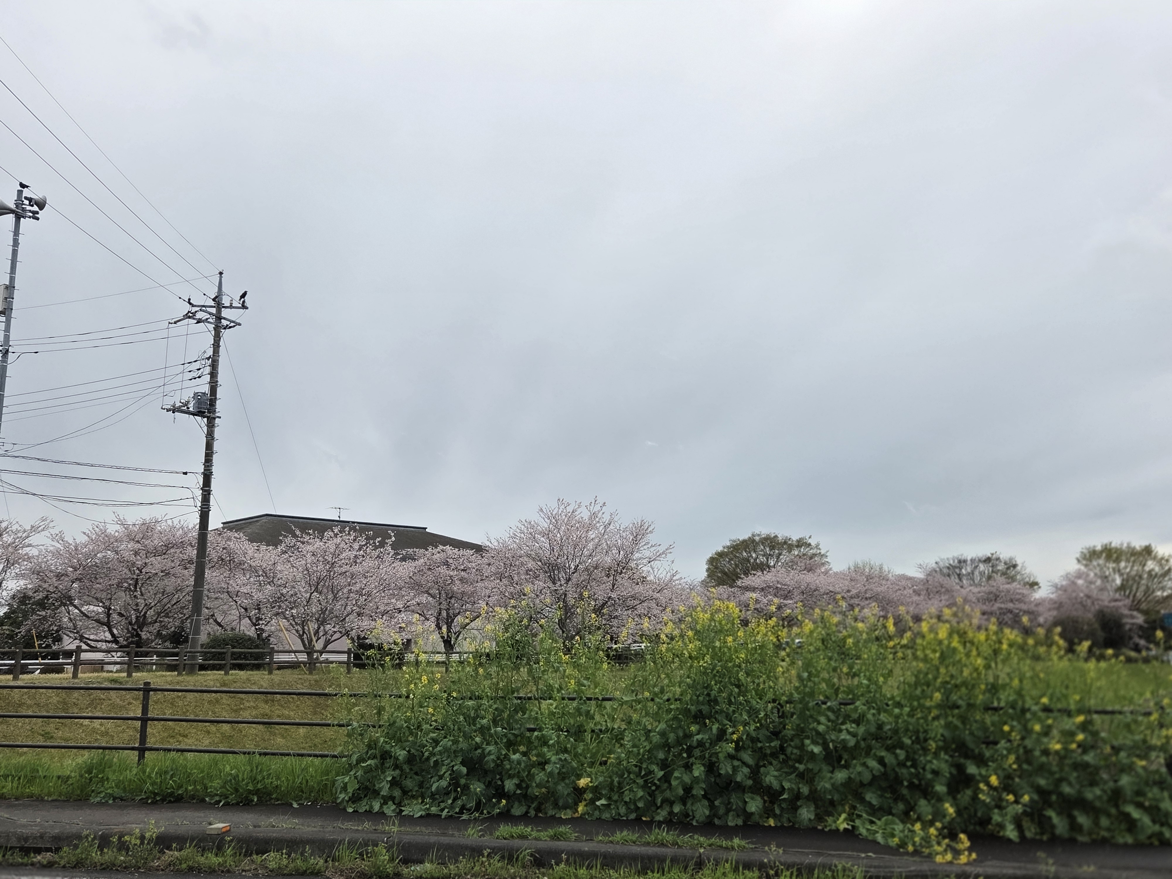 さくら満開菜の花も…