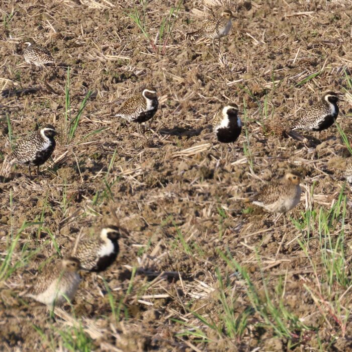 夏鳥がもう来よ！