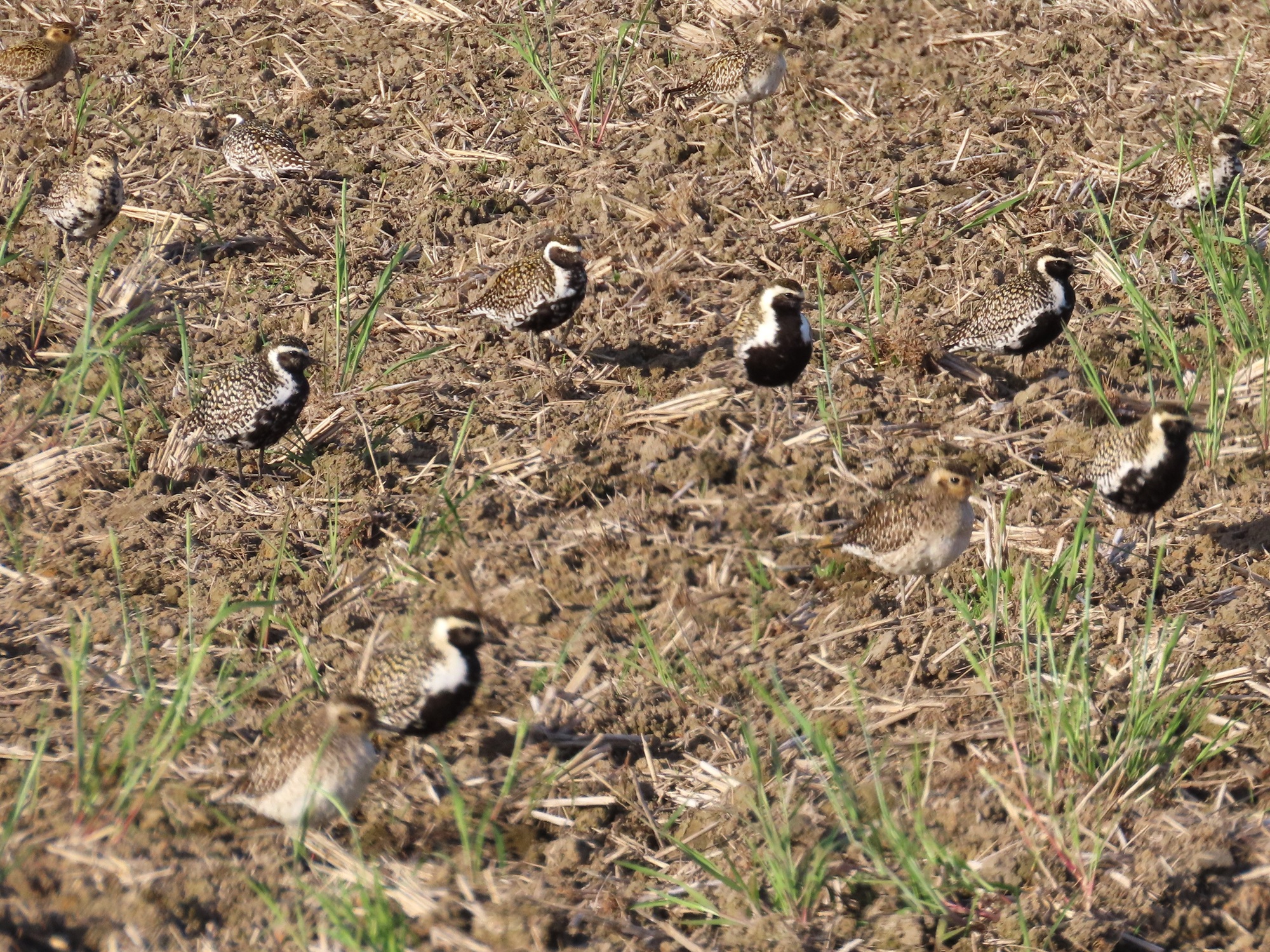 夏鳥がもう来よ！