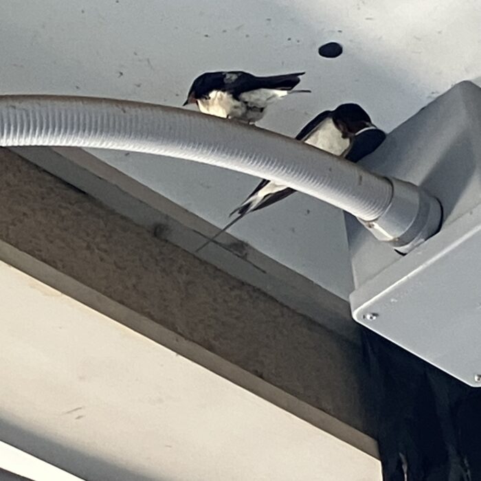 稲戸井駅にツバメさん