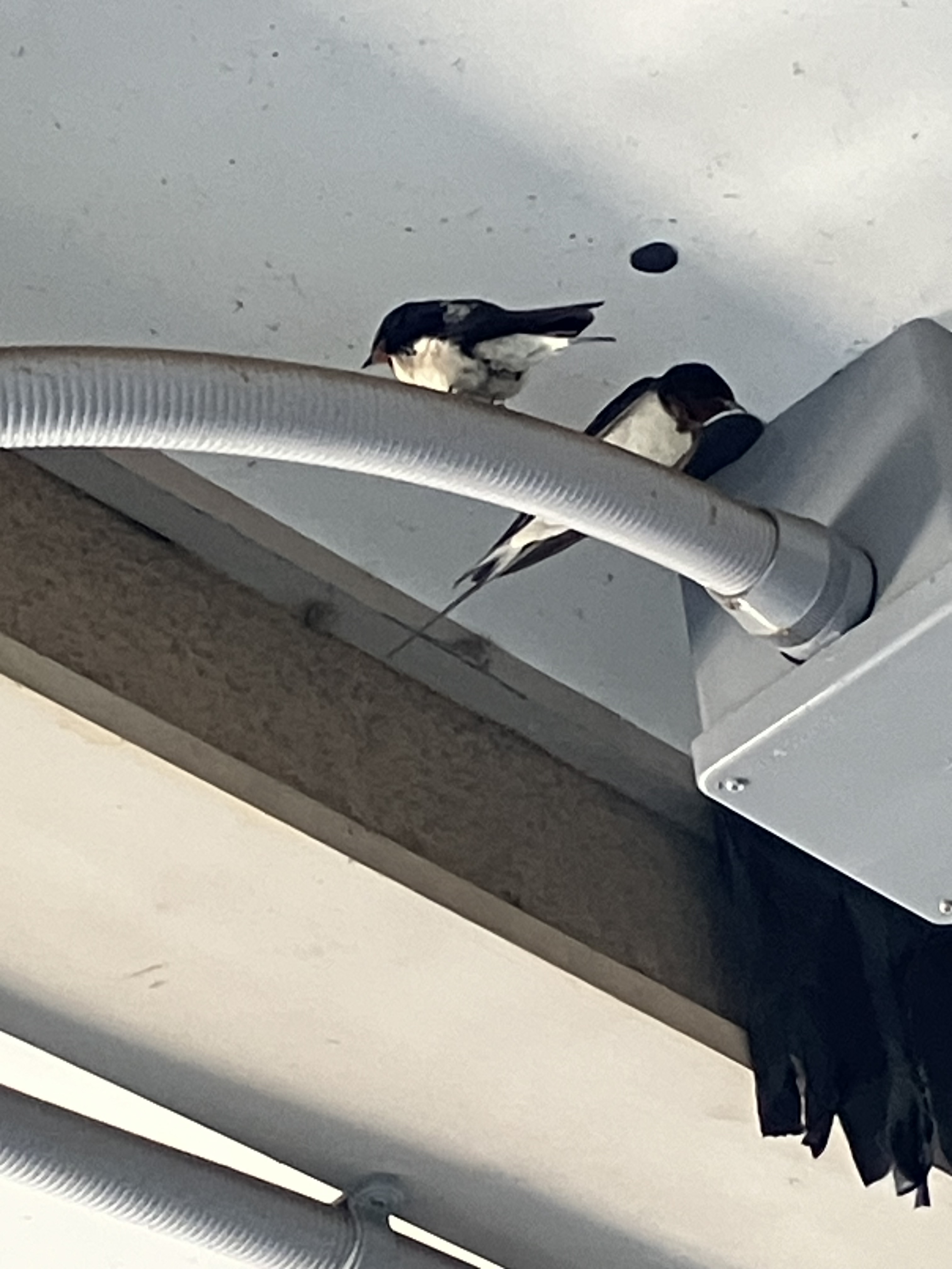 稲戸井駅にツバメさん