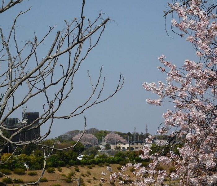 取手の桜・日枝神社跡地の桜