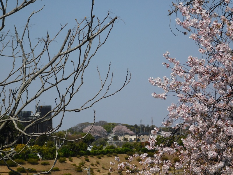 取手の桜・日枝神社跡地の桜