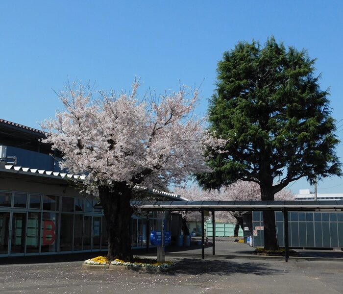 取手競輪場の桜