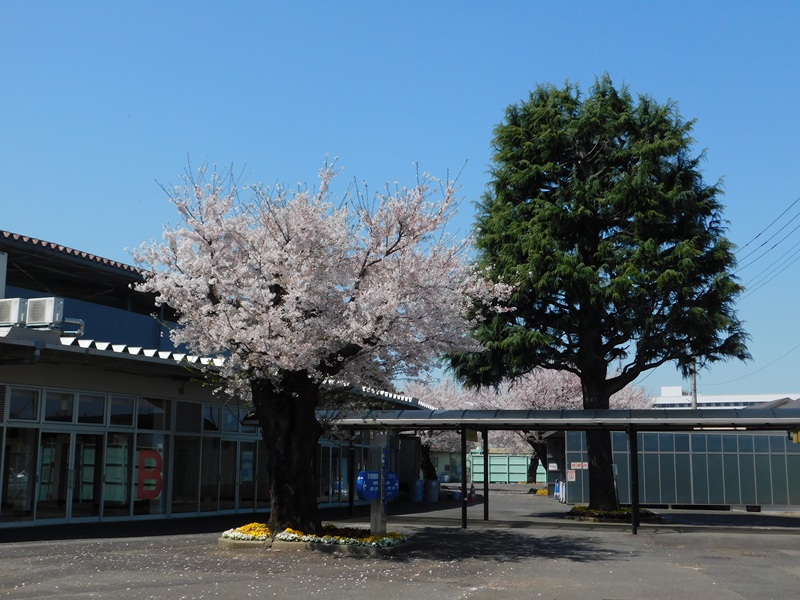 取手競輪場の桜