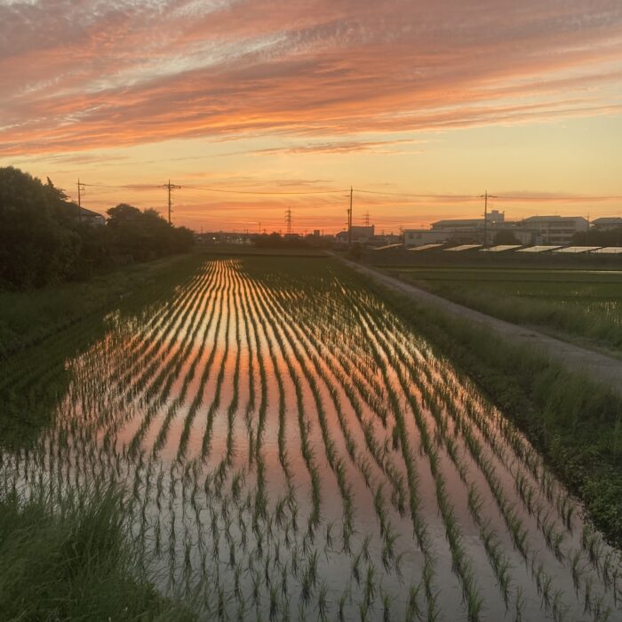 広い空、田植え時期の夕焼けグラデーション