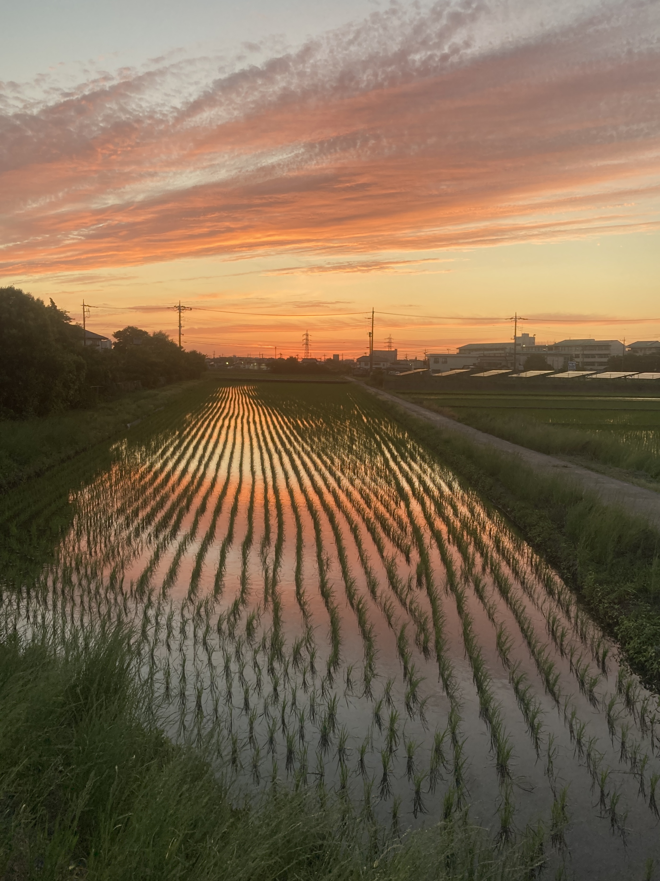 広い空、田植え時期の夕焼けグラデーション