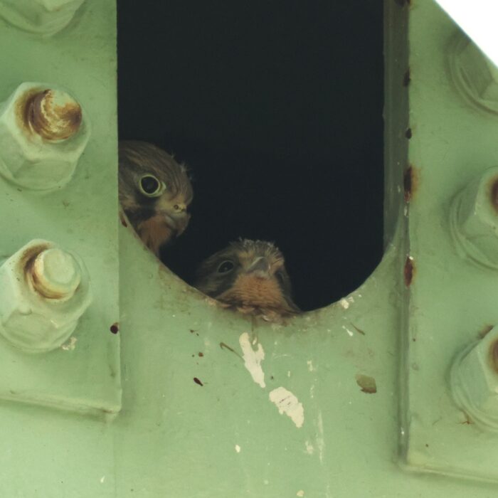 チョウゲンボウの幼鳥
