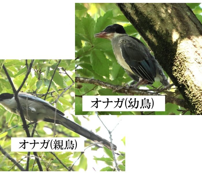 発見！　オナガの幼鳥は尾が短い