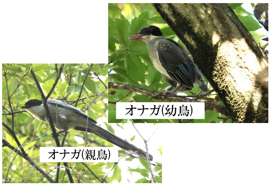 発見! オナガの幼鳥は尾が短い