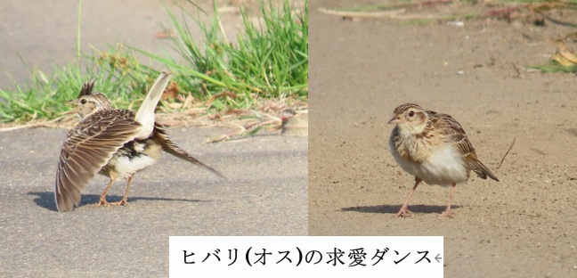 ヒバリの求愛行動