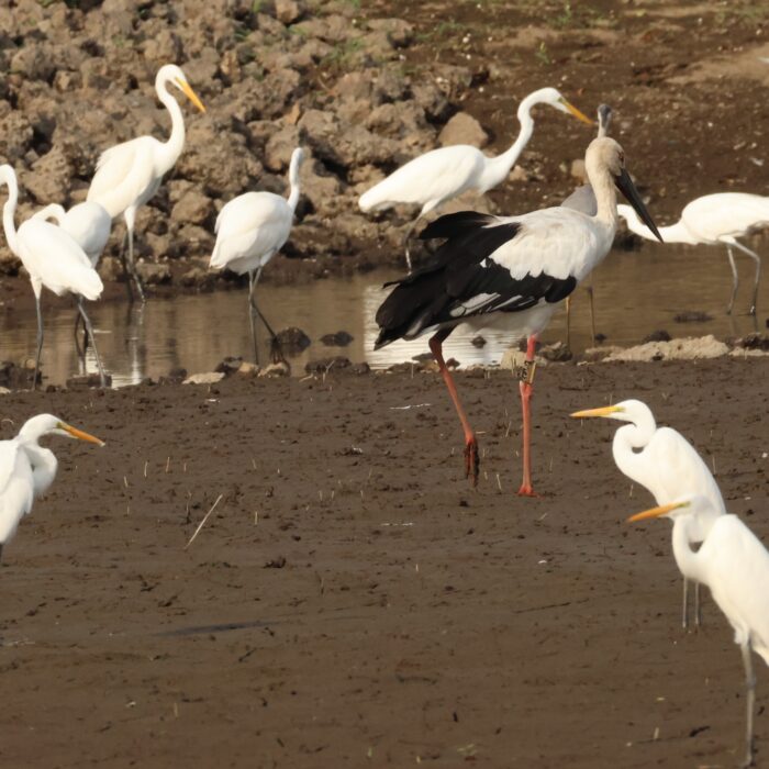 コウノトリ発見！