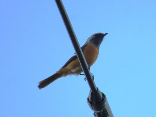 冬鳥代表が飛来！