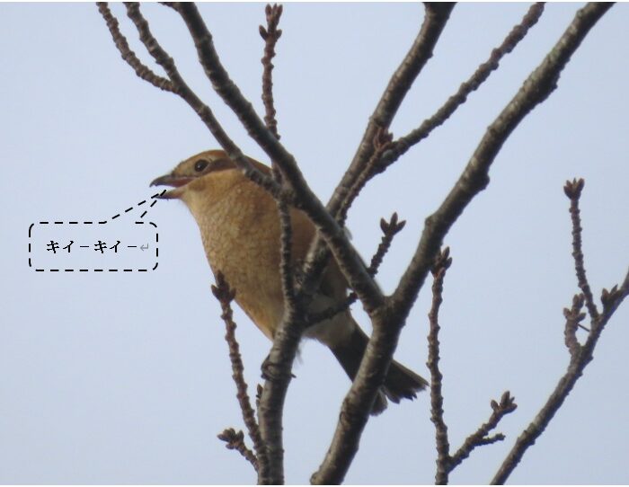 モズの高鳴き